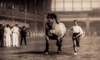 De trekpaarden werden gekeurd tijdens het Nationaal Kampioenschap in Brussel onder grote en koninklijke belangstelling