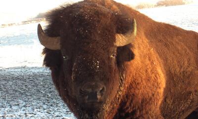 La Ferme des Bisons