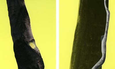 Zoé van der Haegen .Serie ARBRES-TRONCS 