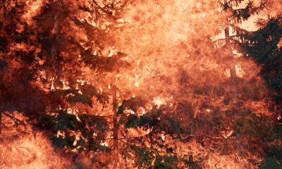 David Claerbout; Wildfire (Meditation on fire) De status van onze planeet
