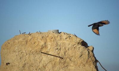 Tristrams Starling on a ruin near the Dead Sea. Courtesy de kunstenaars