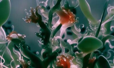 Agnieszka Polska, Still The Book of Flowers, 2023