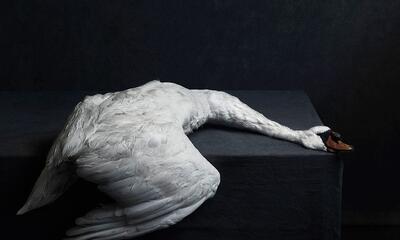 Stephan Vanfleteren, Swan, nature morte, 2016 © Stephan Vanfleteren
