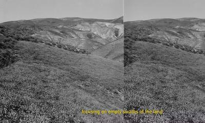 Alaa Abu Asad, “Wild Plants of Palestine”, 2018