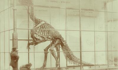Alexandre (Albert Edouard Drains), Iguanodon de Bernissart, opgegraven in 1878, 1883, Albuminedruk, Collectie FOMU P/1984/209