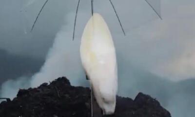 Grégoire Motte, WITLOOF AU PAYS DE GEX, apparition holographiquede, Witloof dans un champ face au Mont-Blanc, BERMUDA Sergy Fr.