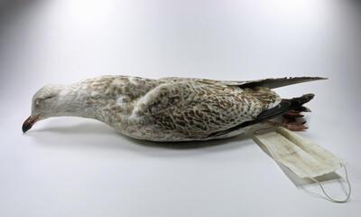 Het beeld mondkapmeeuw