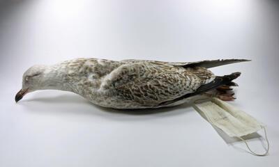 Mondkapmeeuw, 2021, Het Natuurhistorisch Museum, Rotterdam