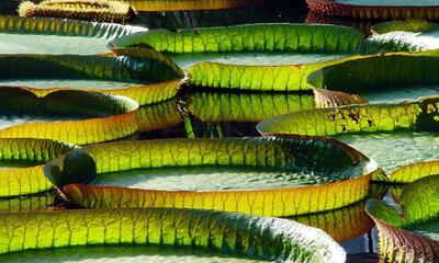 De Chemie van Licht: fotosynthese