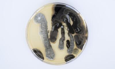 Kelvin Haizel, Unseen Allies. A set of ten petri dishes with cultured microbes. 1885-2026. © Kelvin Haizel