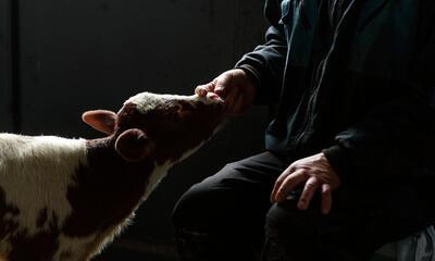 Julie Mignon, De la série La ferme des Halleux, 2025-2026
