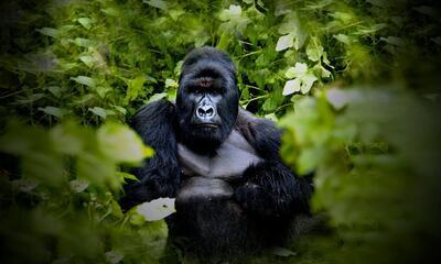 Virunga park
