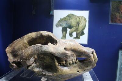 Natuurhistorisch Museum Boekenberg - Paleontologie