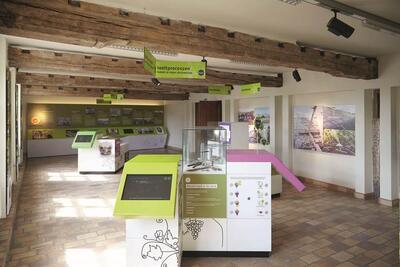 Druivenmuseum 