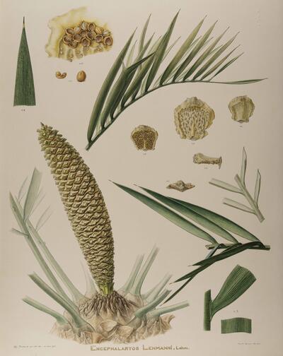 Hélène Durand, botanische illustraties van Afrikaanse varenplanten
