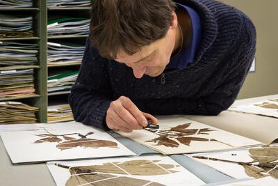Dr. Piet Stoffelen aan het werk met een gedroogde plantencollectie