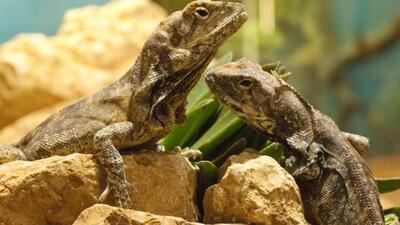 Musée d'Histoire naturelle & Vivarium