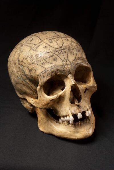 Frenologische schedel, negentiende eeuw, bot en inkt MUSEUM DR. GUISLAIN, GENT