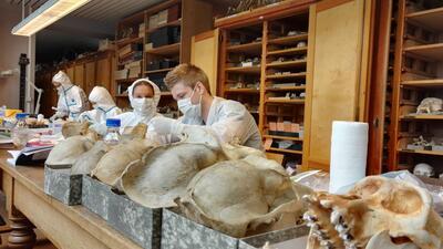 Studie voor DNA-onderzoek op gorillaschedels