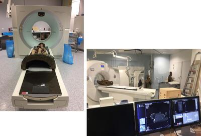 CT Scan van sculpturen uit de M-collectie in samenwerking met UZ Gasthuisberg in Leuven