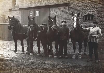 Trekpaardenmerries en hun knechten, stallen Van Dixhoorn, Vollezele, na 1923 - COLLECTIE MUSEUM VAN HET BELGISCH TREKPAARD, VOLLEZELE