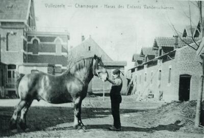 Postkaart van de fokhengst Champagne op de binnenkoer van het hof van Auguste Vandenbossche, die omstreeks 1865 de fokkerij van zijn schoonvader Remi Van Der Schueren voortzette - COLLECTIE MUSEUM VAN HET BELGISCH TREKPAARD, VOLLEZELE