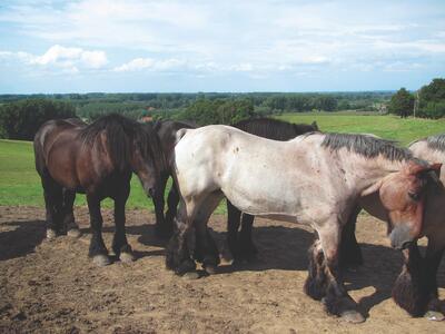 Trekpaarden op de Congoberg in Vollezele