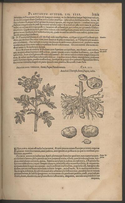 Carolus Clusius, Rariorum platarum historia, Antwerpen, Jan I Moretus, 1601 Museum Plantin-Moretus, Antwerpen, inv. B 954