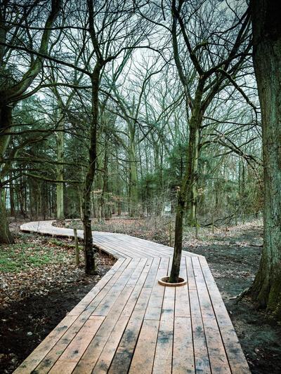 Zicht op de wildemanshut in het bos, Openluchtmuseum Bokrijk