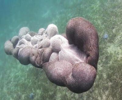 Joke Raes, Morte, 2012, breiwerk in de Rode Zee, International Underwater Art Festival, Dahab, Egypte
