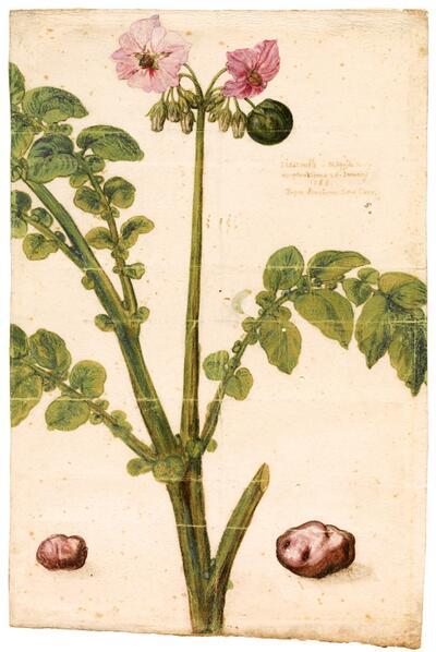 Topstuk van de Vlaamse Gemeenschap: Anoniem, voorstelling van een aardappelplant, ca. 1588 Museum Plantin-Moretus, Antwerpen, inv. MPM.TEK 516
