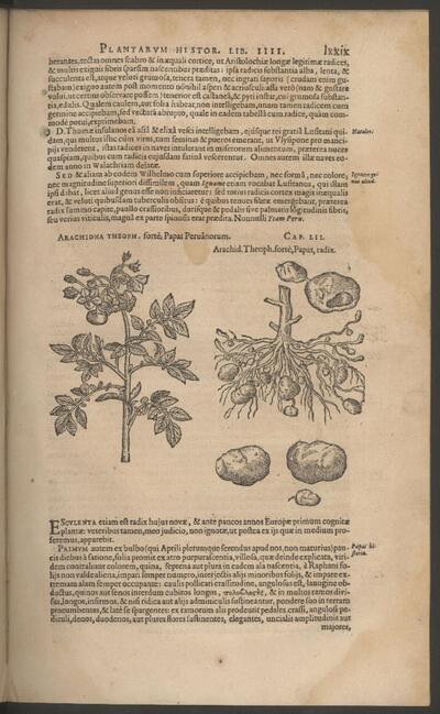 Carolus Clusius, Rariorum platarum historia, Antwerpen, Jan I Moretus, 1601 Museum Plantin-Moretus, Antwerpen, inv. B 954
