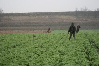 Hazenjacht met een roodstaartbuizerd