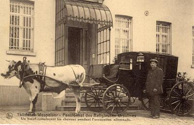 Koets met os voor het Ursulinenklooster van Tildonk in 1918, prentbiefkaart Nels Brussel, groote oorlog,