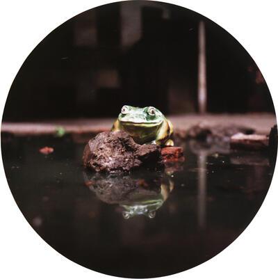 Bratkov, The Frog Princess,