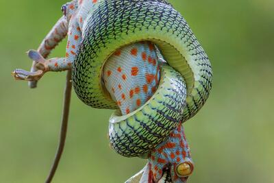 Wildlife Photographer Of The Year - Wei Fu