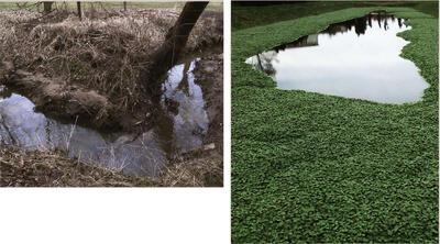 De Hollebeek is de levensader van Schoonselhof. Grote waternavel in Hollebeeksloten.