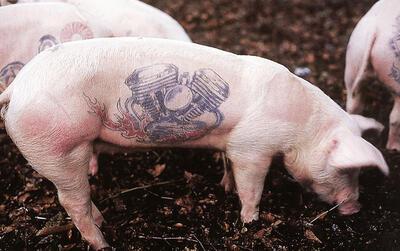 Wim Delvoye , Pigs , 1997. Getatoeëerde varkens. Tentoonstelling in 1997, Middelheim,