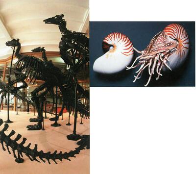 Publiekstrekkers n°1 de Iguanodons, Het leven in de oceanen, in al zijn pracht, dino,