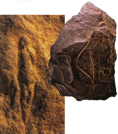 Venusfiguurtje, Ingekraste vrouwefiguur, prehistorie