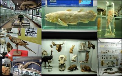 Museum voor Dierkunde - Zoology Museum 