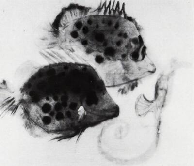 Daniella Hasenbroeckx (1928), Twee argusvissen en een zeepaardje. Zoo