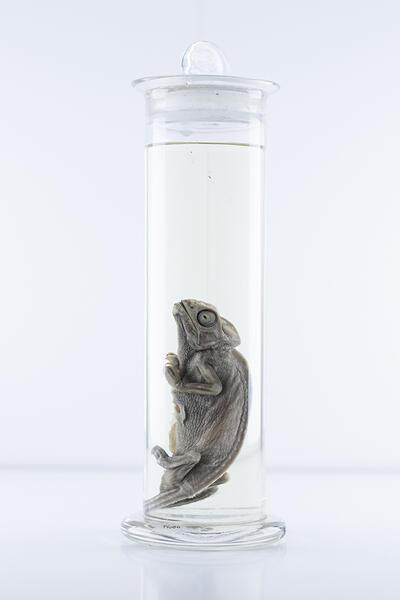Kina Museum voor kind en natuur
