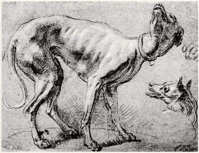 Jacob Jordaens. Hond