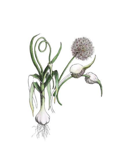 Een wereld in bloei. Botanische meesterwerken – Belgian finest 