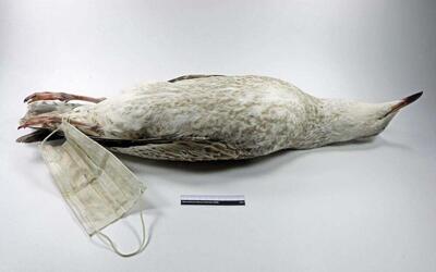 Mondkapmeeuw, 2021, Het Natuurhistorisch Museum, Rotterdam