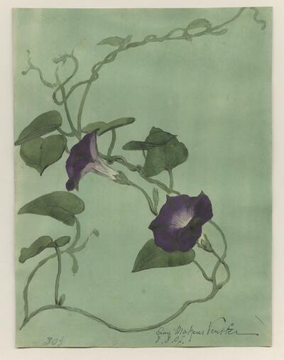 Alfred Ost, Dagbloem, PK MT 13922, Collectie Stad Antwerpen, Museum Plantin Moretus