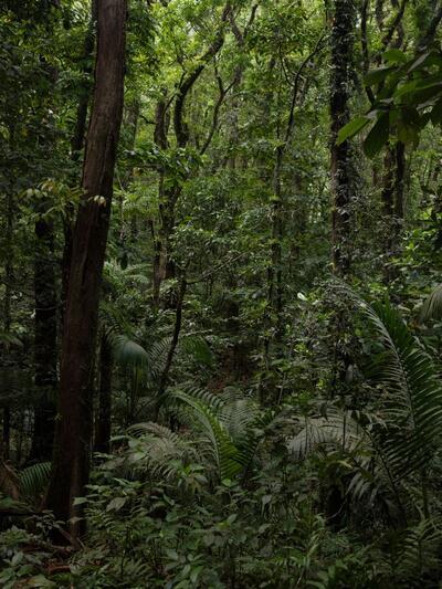 Juliette Agnel. Forêt-Ancêtres, 2023