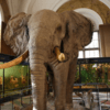 Afrikamuseum