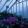 Peter H. Waterschoot, Seventh Row of Seats, Orchids Fotografie